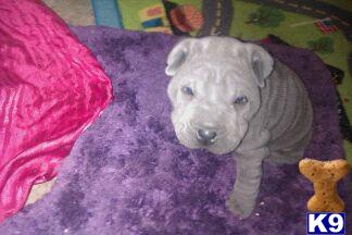 Chinese Shar-Pei Puppies
