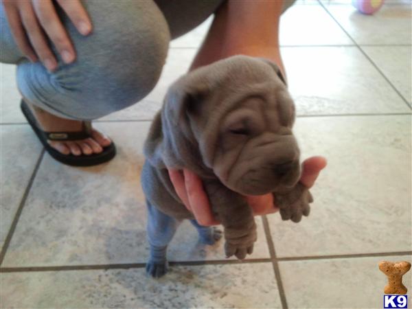Chinese Shar-Pei Puppies
