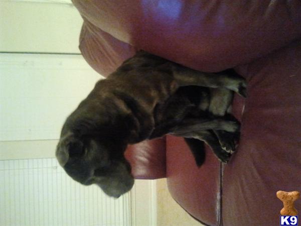 Stud Dogs - Chinese Shar-Pei