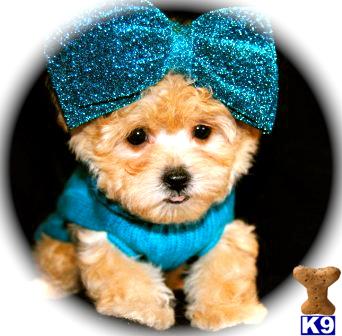Puppies in Dallas