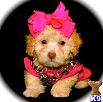 Puppies in Dallas