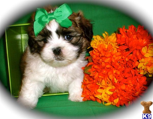 Puppies in Dallas