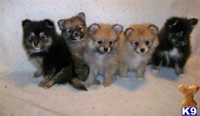 Pomeranian Puppies in FL