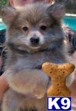 Pomeranian Puppies in FL