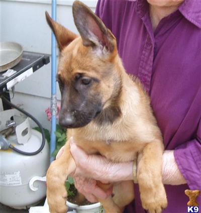 Belgian Malinois Puppies for Sale