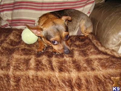 Dogs for Sale in PA