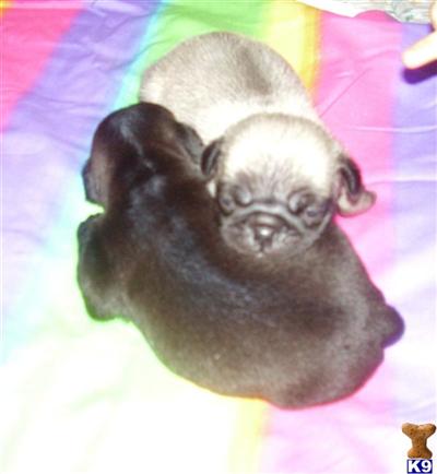 Puppies in PA