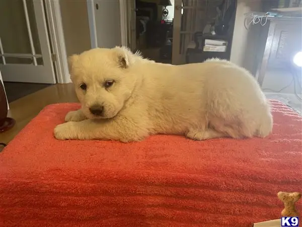Central Asian Shepherd puppy for sale