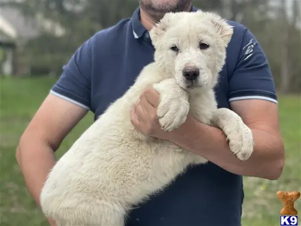 Central Asian Shepherd puppy for sale