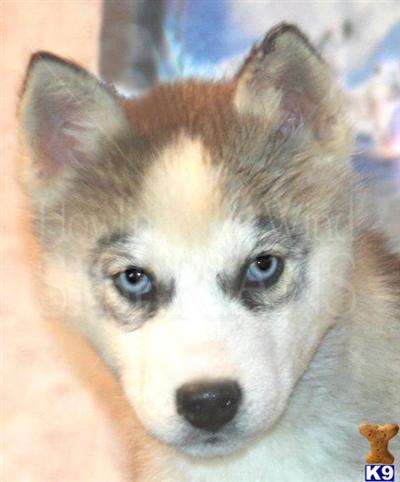 Siberian Husky Puppies for Sale