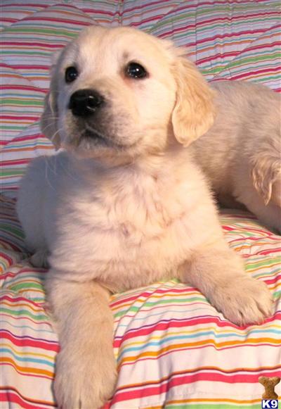 Puppies in OR