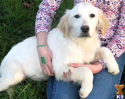 Dogs for Sale in OR