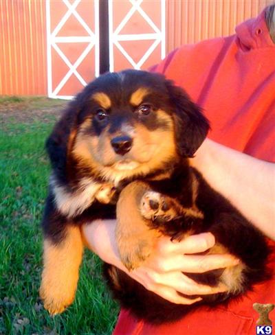 Puppies in Canby