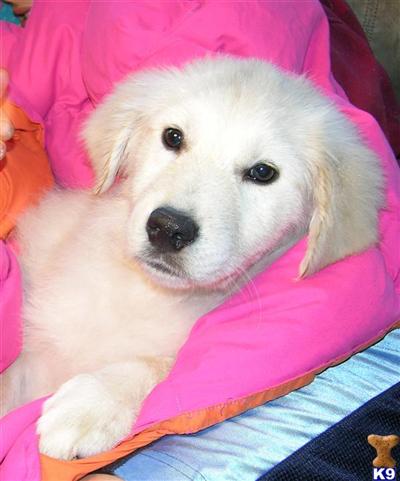 Puppies in Canby