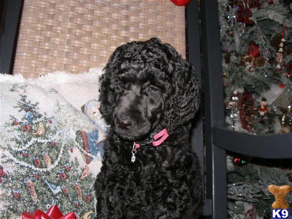 Poodle Puppies in FL