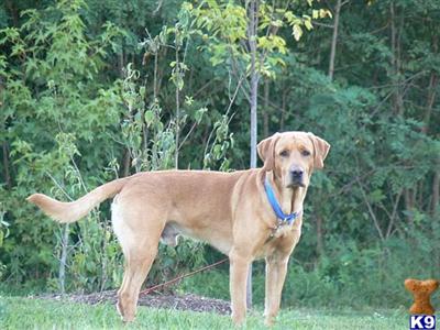 Stud Dogs - Labrador Retriever
