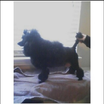 Poodle Puppies in TX
