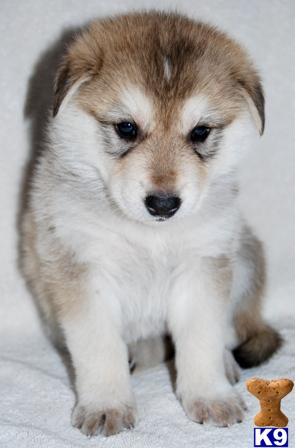 Wolf Dog Puppies for Sale
