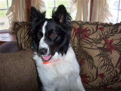 Stud Dogs - Border Collie