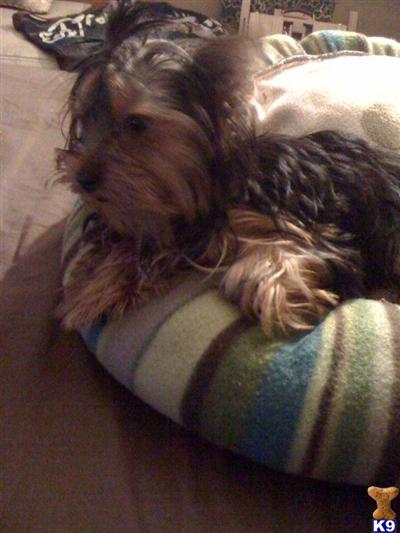 Dogs - Yorkshire Terrier