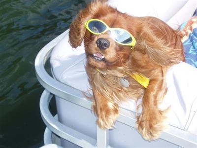 Stud Dogs - Cavalier King Charles Spaniel
