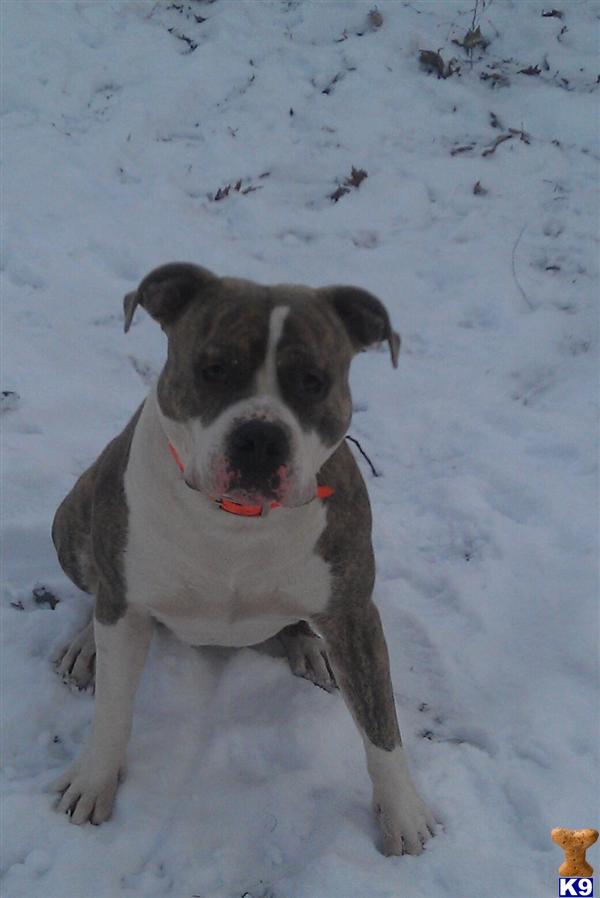 Stud Dogs in MI