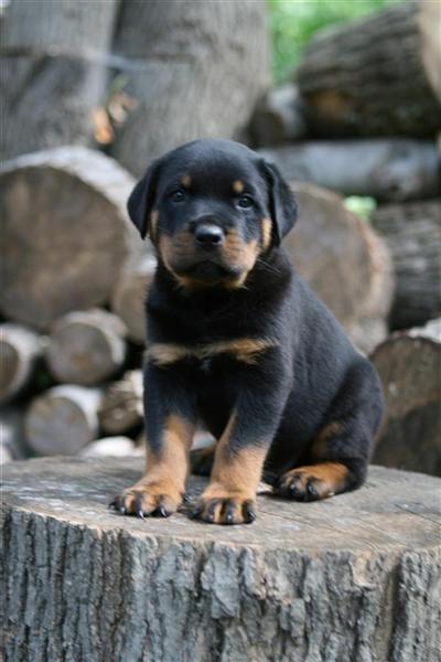 Puppies in CT