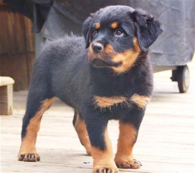 Puppies in CT
