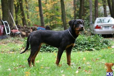 Puppies in CT