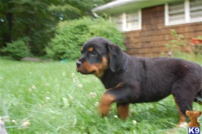 Puppies in CT