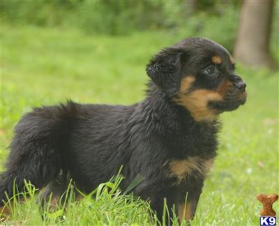 Puppies in CT