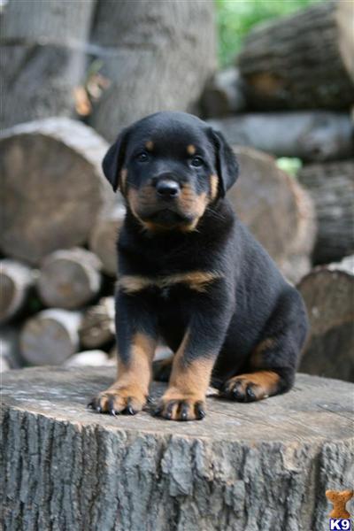 Puppies in CT
