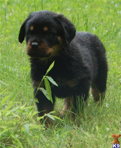 Puppies in CT