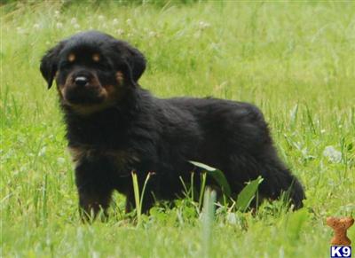 Puppies in CT