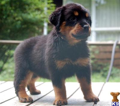 Puppies in CT