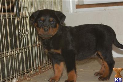 Puppies in CT