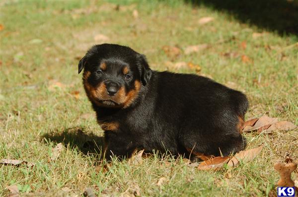 Puppies in Redding