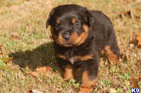 Puppies in Redding