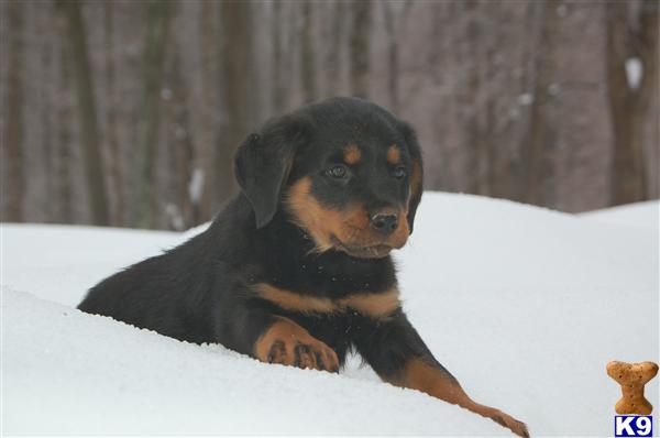 Puppies in CT