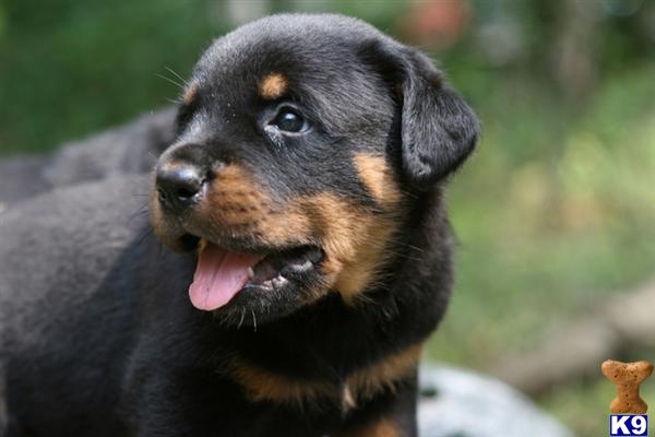 Puppies in Redding
