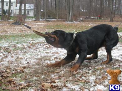 rottweiler puppies for sale in ct rottweiler breeders nc german shepherd rottweiler mix puppies sale ct breeds picture rottweiler puppies for sale in ct rottweiler breeders nc german shepherd rottweiler mix puppies sale ct breeds picture