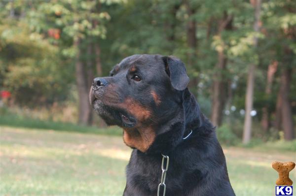 Dogs for Sale in CT