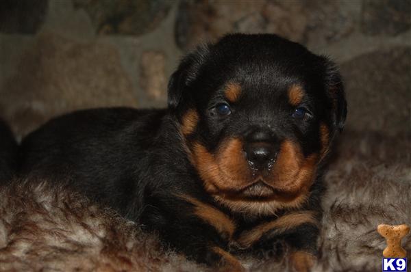 Rottweiler Puppies