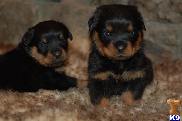 Rottweiler Puppies
