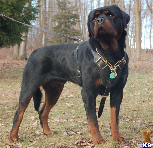 half rottweiler half doberman half doberman half german shepherd breeds picture half rottweiler half doberman half doberman half german shepherd breeds picture