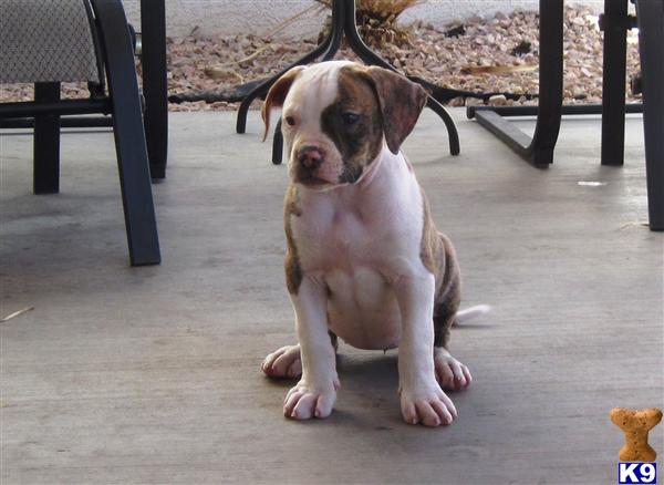 Puppies in NV