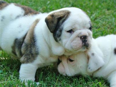 Puppies in Anniston