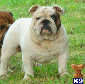 Stud Dogs in AL