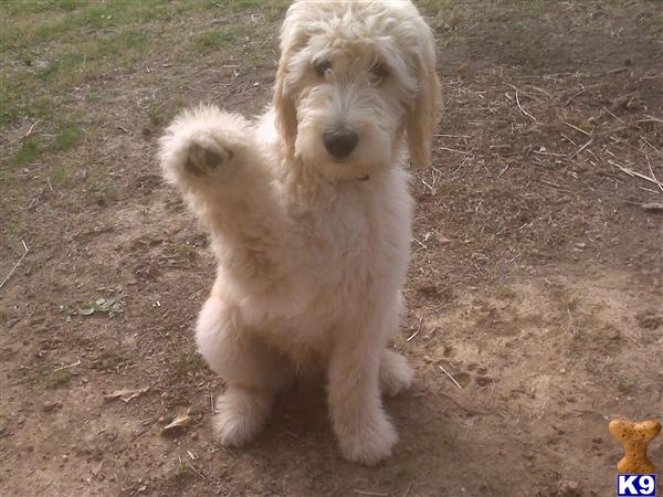 Stud Dogs - Goldendoodles