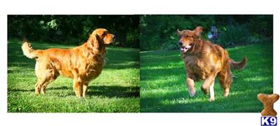 Stud Dogs - Golden Retriever
